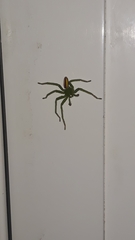 Micrommata