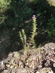 Triodanis leptocarpa