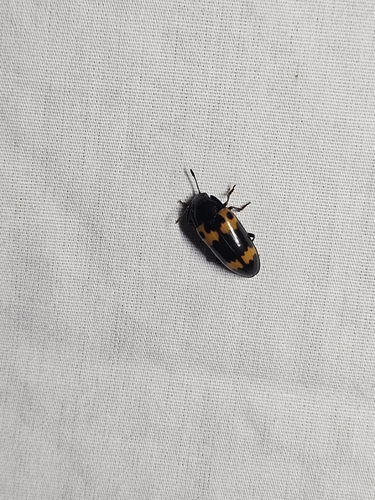 Red-banded Fungus Beetle