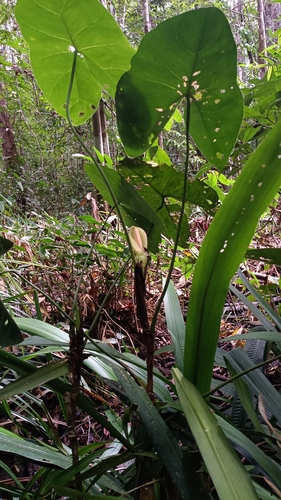 Montrichardia arborescens observed 2026-09-17