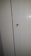 Micrommata