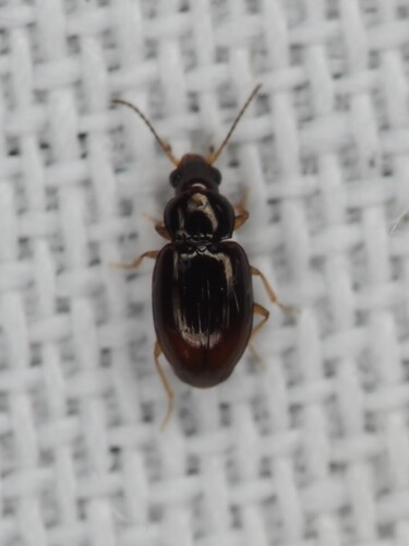Elaphropus xanthopus