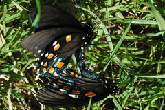 Battus philenor hirsuta