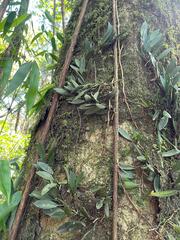 Acianthera recurva, photograph (c) bruno_san1409, some rights reserved (CC BY-SA)