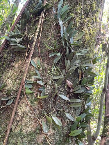 Acianthera recurva, photograph 2