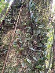 Acianthera recurva, photograph (c) bruno_san1409, some rights reserved (CC BY-SA)