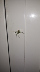 Micrommata
