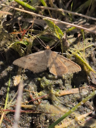 Plantain moth