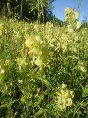 Rhinanthus alectorolophus