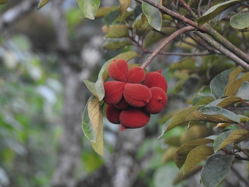 Sterculia guttata observed 2026-08-31
