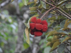 Sterculia guttata