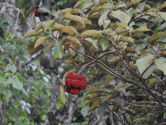 Sterculia guttata, photograph (c) rajesh rocky, some rights reserved (CC BY)
