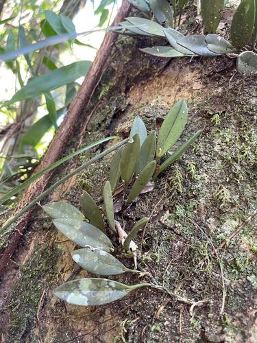 Acianthera recurva