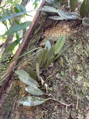 Acianthera recurva