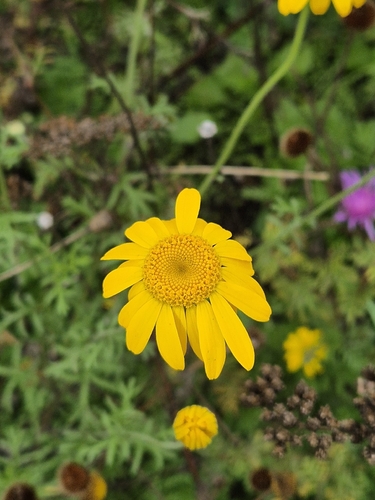 Golden marguerite