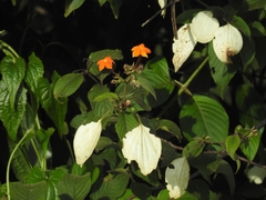 Mussaenda frondosa