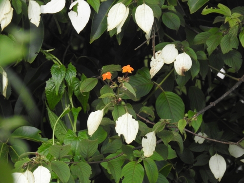 Mussaenda frondosa, photograph 1