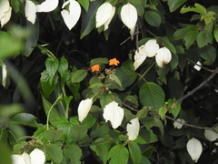 Mussaenda frondosa, photograph (c) rajesh rocky, some rights reserved (CC BY)