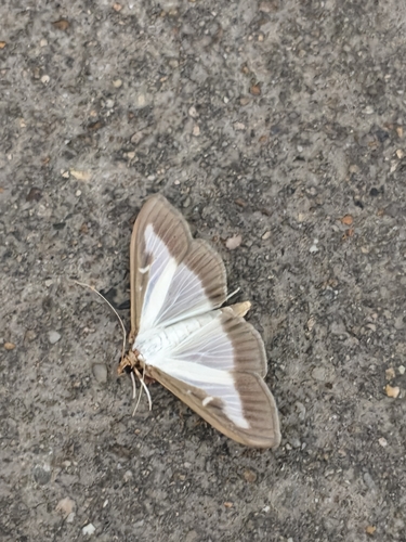 Cucumber Moth