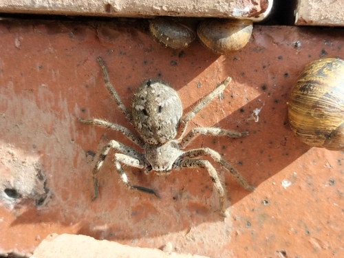Victorian Huntsman Spider