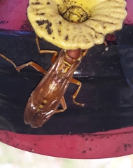 Polistes apachus