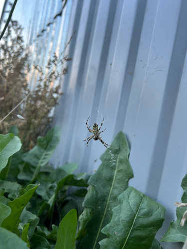 Wasp Spider