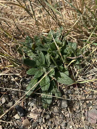 Phacelia heterophylla, 2026-09-17