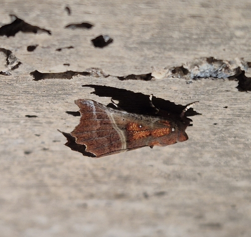 Herald Moth