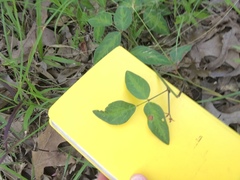 Desmodium tweedyi