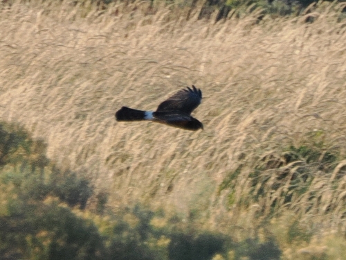 Northern Harrier