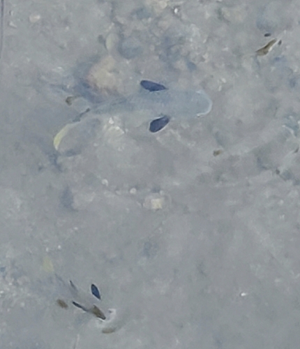 Squaretail Mullet