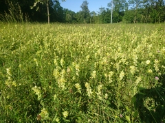 Rhinanthus alectorolophus