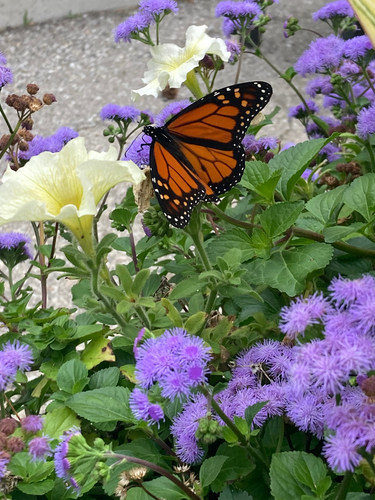 Monarch