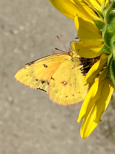 Orange Sulphur