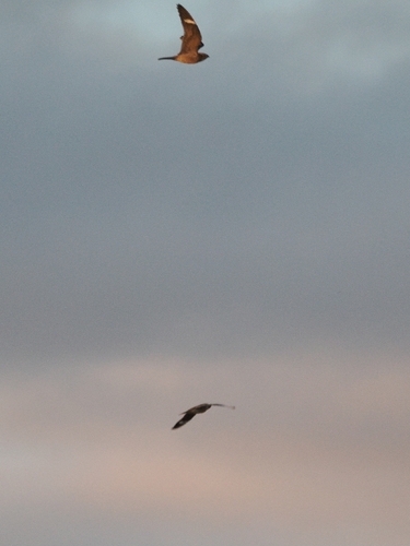 Common Nighthawk