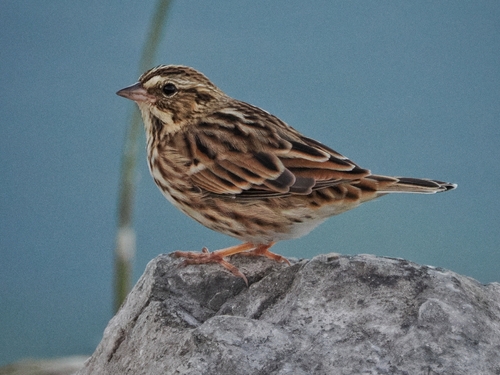 Savannah Sparrow