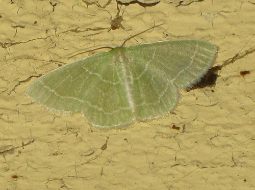 Wavy-lined Emerald