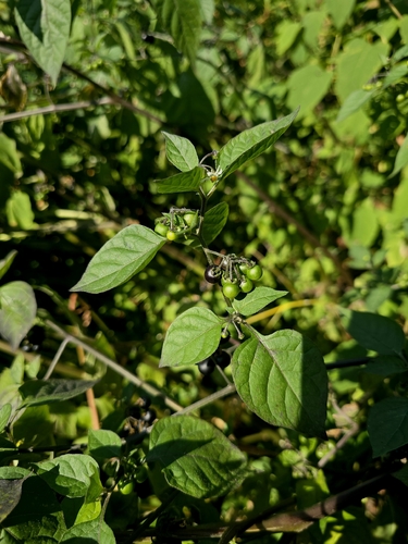black nightshade