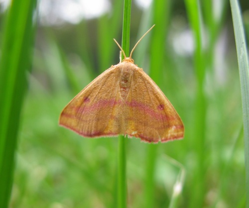 Chickweed Geometer Moth