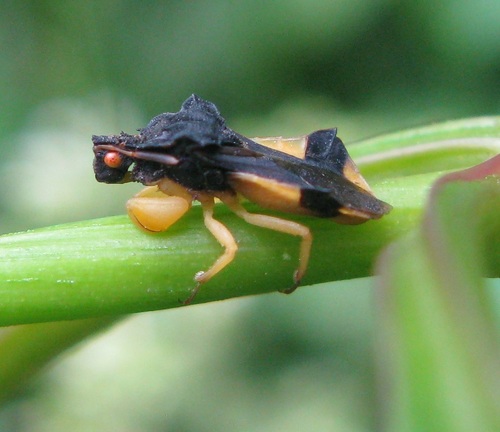 Pennsylvania Ambush Bug