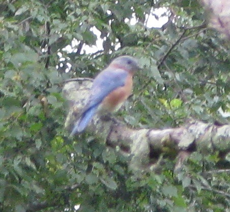 Eastern Bluebird
