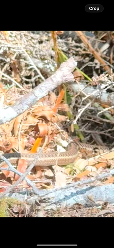 Northwestern Garter Snake