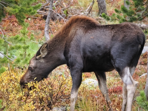 Moose