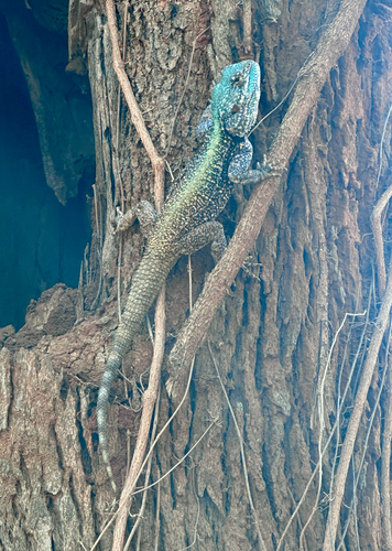 Southern Tree Agama