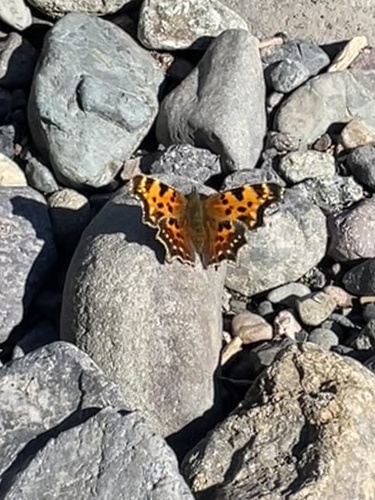 Green Comma