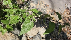(c) Auradyme, some rights reserved (CC BY) Urtica incisa, photograph (c) Auradyme, some rights reserved (CC BY)