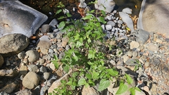 (c) Auradyme, some rights reserved (CC BY) Urtica incisa, photograph (c) Auradyme, some rights reserved (CC BY)