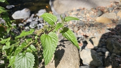 Urtica incisa, photograph (c) Auradyme, some rights reserved (CC BY)
