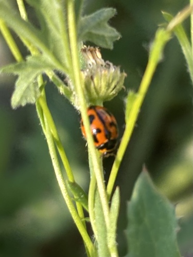 Small Transverse Ladybird Beetle