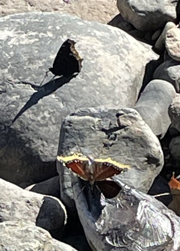 Mourning Cloak